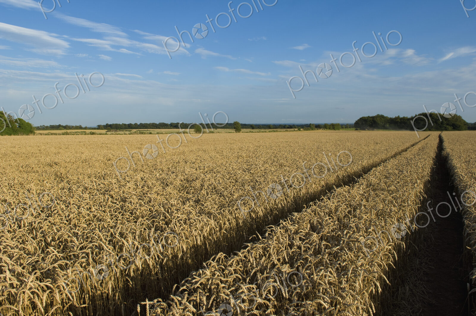 A field of ripening wheat crop.