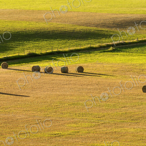 A field of round hay bales, short dry grass and a fence.