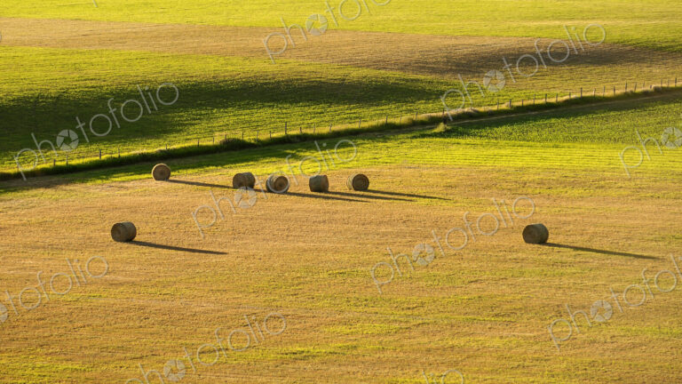 A field of round hay bales, short dry grass and a fence.