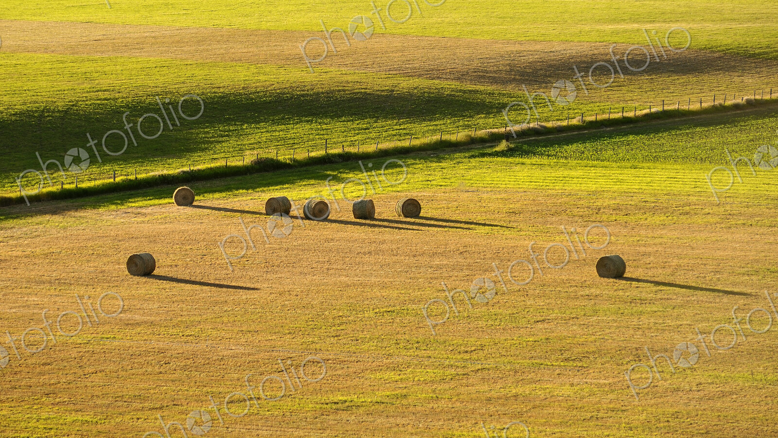 A field of round hay bales, short dry grass and a fence.