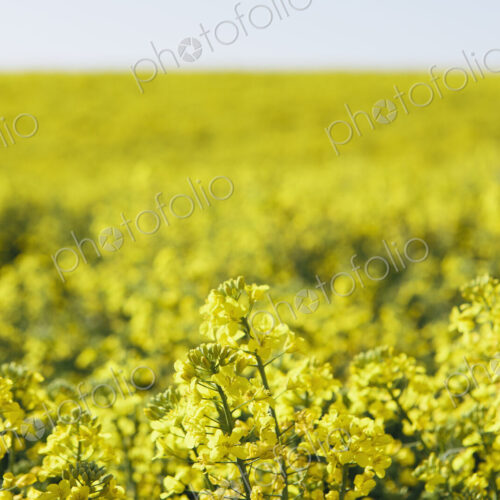A field of yellow flowering blooming mustard seed plants, in Spring. Pullman in… A field of yellow flowering blooming mustard seed plants, in Spring. Pullman in…