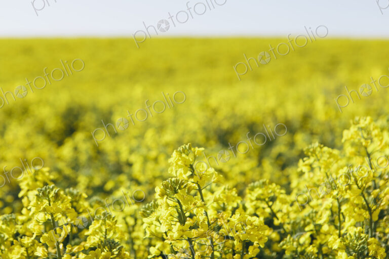 A field of yellow flowering blooming mustard seed plants, in Spring. Pullman in…