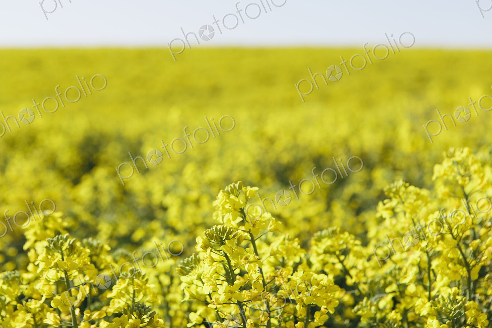 A field of yellow flowering blooming mustard seed plants, in Spring. Pullman in…