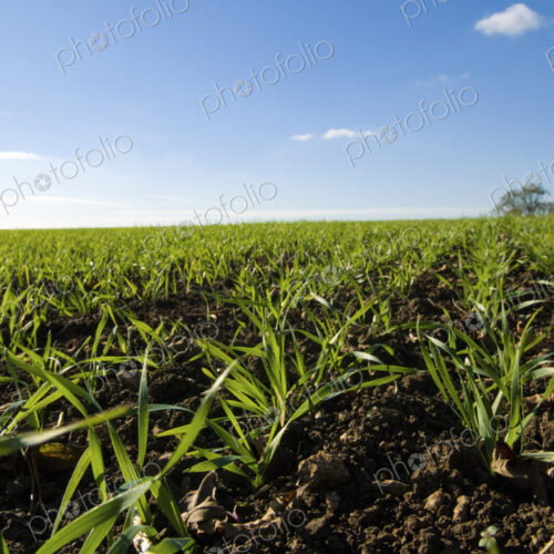A field on a farm.