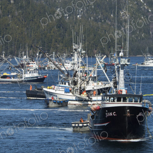 A fleet of herring boats, fishing boats with large net booms A fleet of herring boats, fishing boats with large net booms