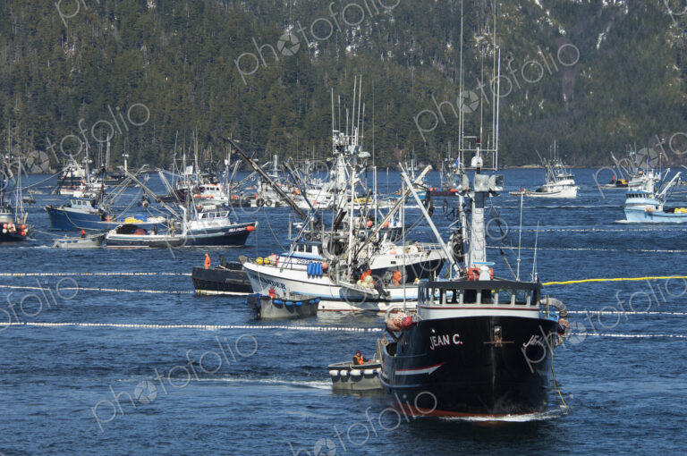 A fleet of herring boats, fishing boats with large net booms