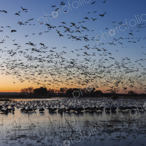 A flock of snow geese, Anser caerulescens, returning to a waterfowl sanctuary at dusk,… A flock of snow geese, Anser caerulescens, returning to a waterfowl sanctuary at dusk,…
