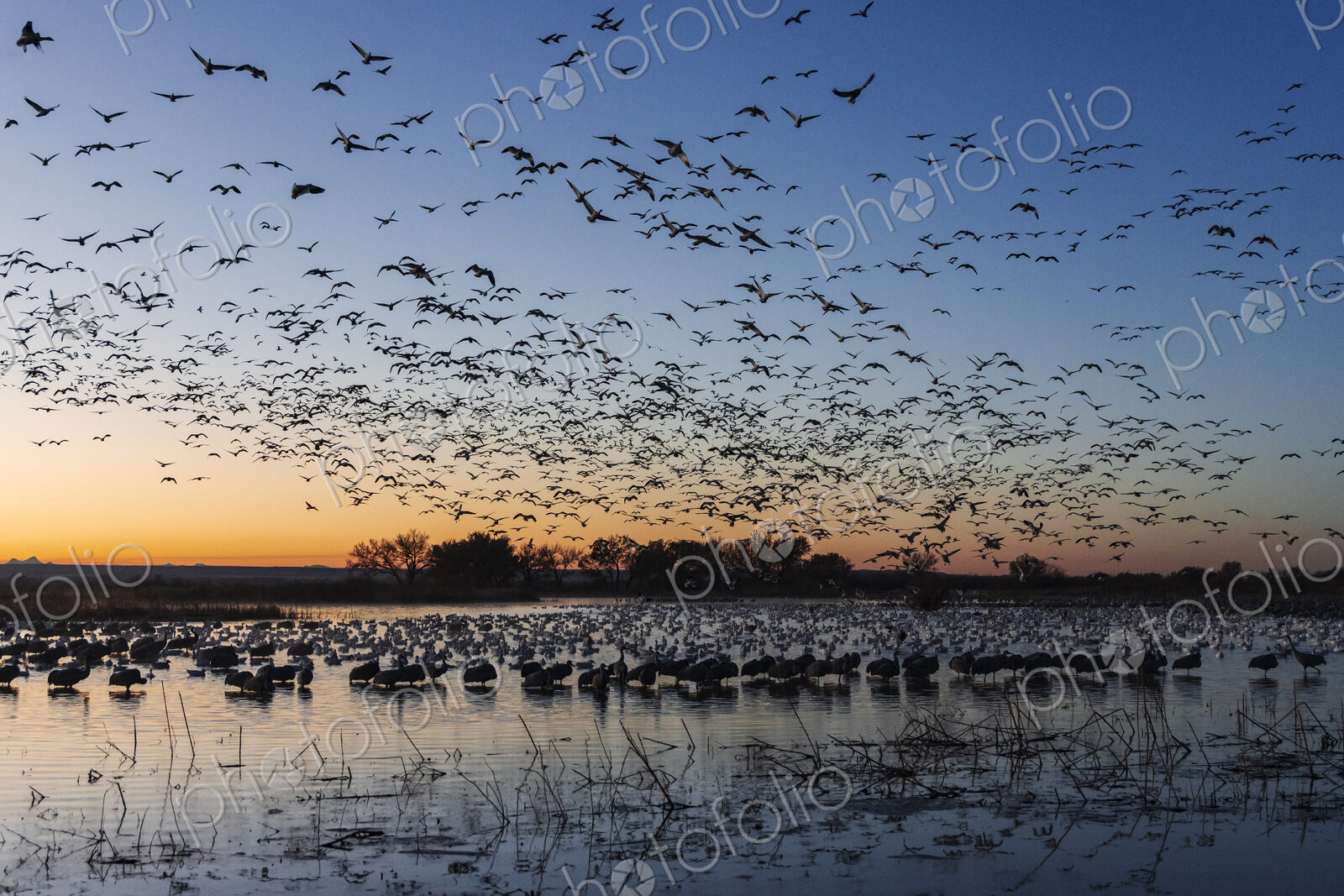 A flock of snow geese, Anser caerulescens, returning to a waterfowl sanctuary at dusk,…