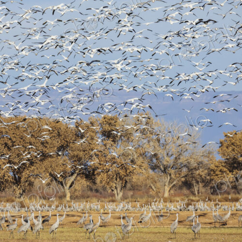 A flock of snow geese in the air, Anser caerulescens, above a waterfowl sanctuary.