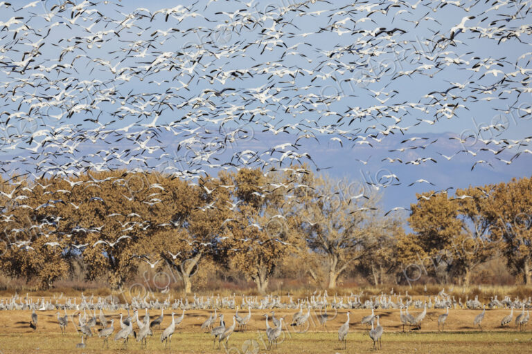 A flock of snow geese in the air, Anser caerulescens, above a waterfowl sanctuary.