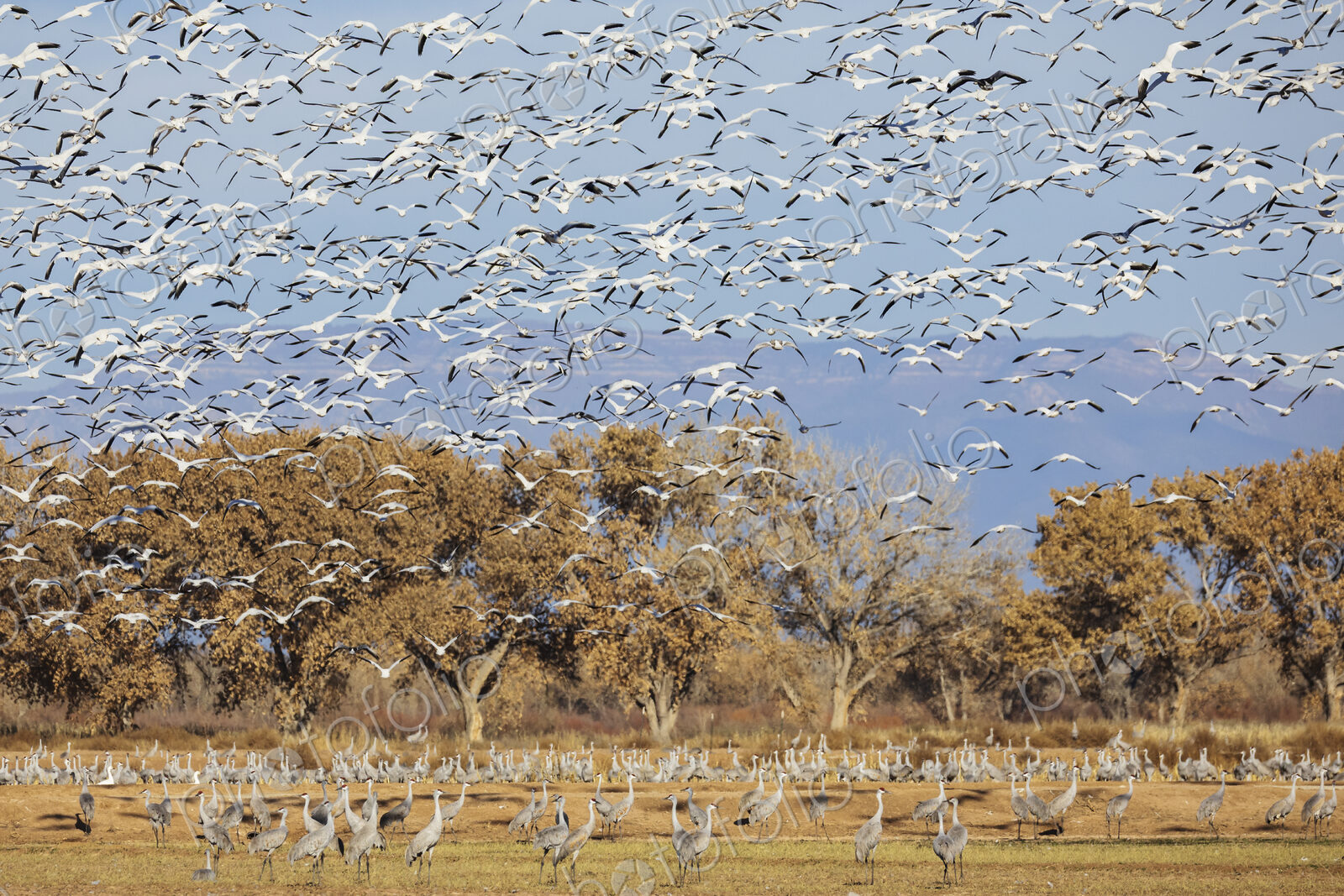 A flock of snow geese in the air, Anser caerulescens, above a waterfowl sanctuary.