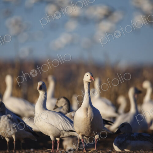 A flock of snow geese,Anser caerulescens, landing on the mud flats. A flock of snow geese,Anser caerulescens, landing on the mud flats.