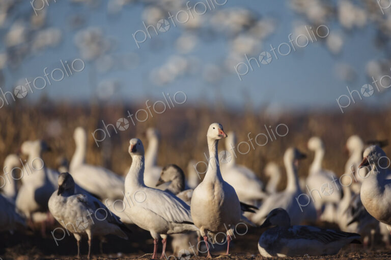 A flock of snow geese,Anser caerulescens, landing on the mud flats.