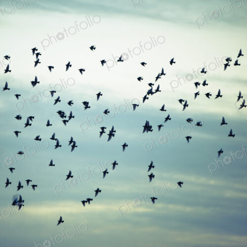 A flock of starlings flying, darting and wheeling across a cloudy sky in Seattle. A flock of starlings flying, darting and wheeling across a cloudy sky in Seattle.