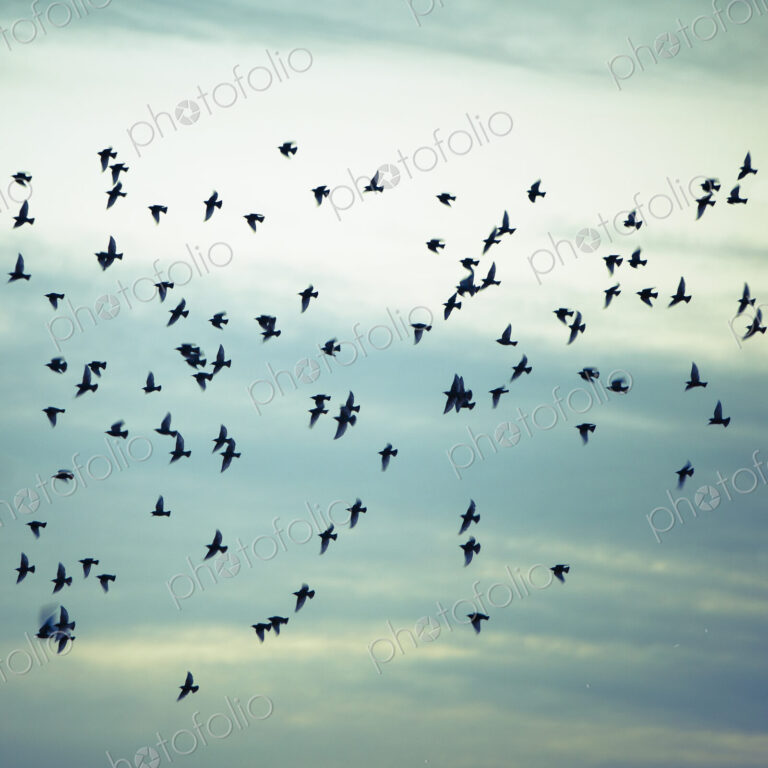A flock of starlings flying, darting and wheeling across a cloudy sky in Seattle.