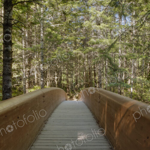 A foot bridge for walking through the trees in the Redwood National Park in northern… A foot bridge for walking through the trees in the Redwood National Park in northern…