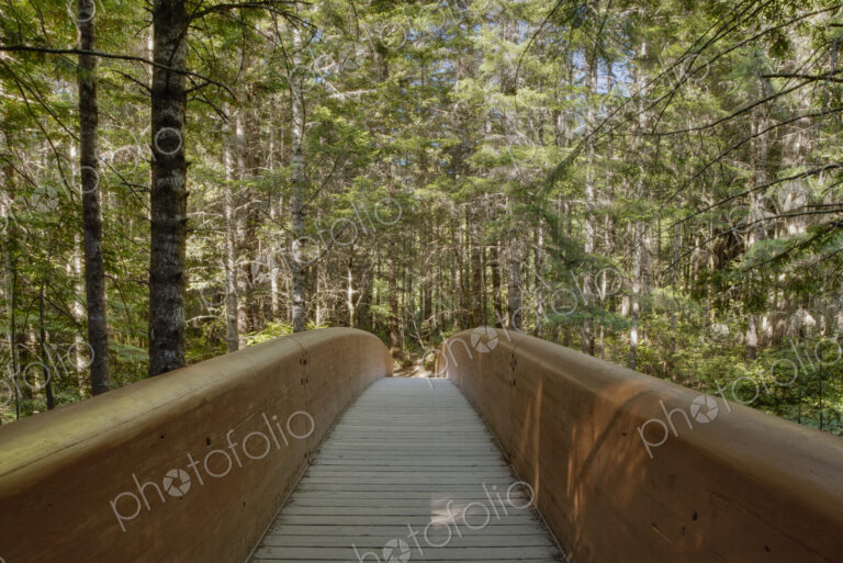 A foot bridge for walking through the trees in the Redwood National Park in northern…