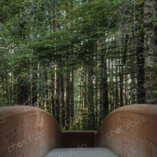 A foot bridge for walking through the trees in the Redwood National Park in northern… A foot bridge for walking through the trees in the Redwood National Park in northern…
