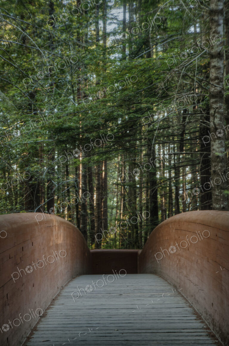 A foot bridge for walking through the trees in the Redwood National Park in northern…