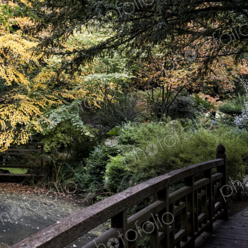 A footbridge and shrubs in a japanese style garden