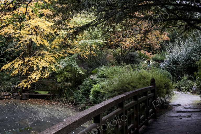 A footbridge and shrubs in a japanese style garden