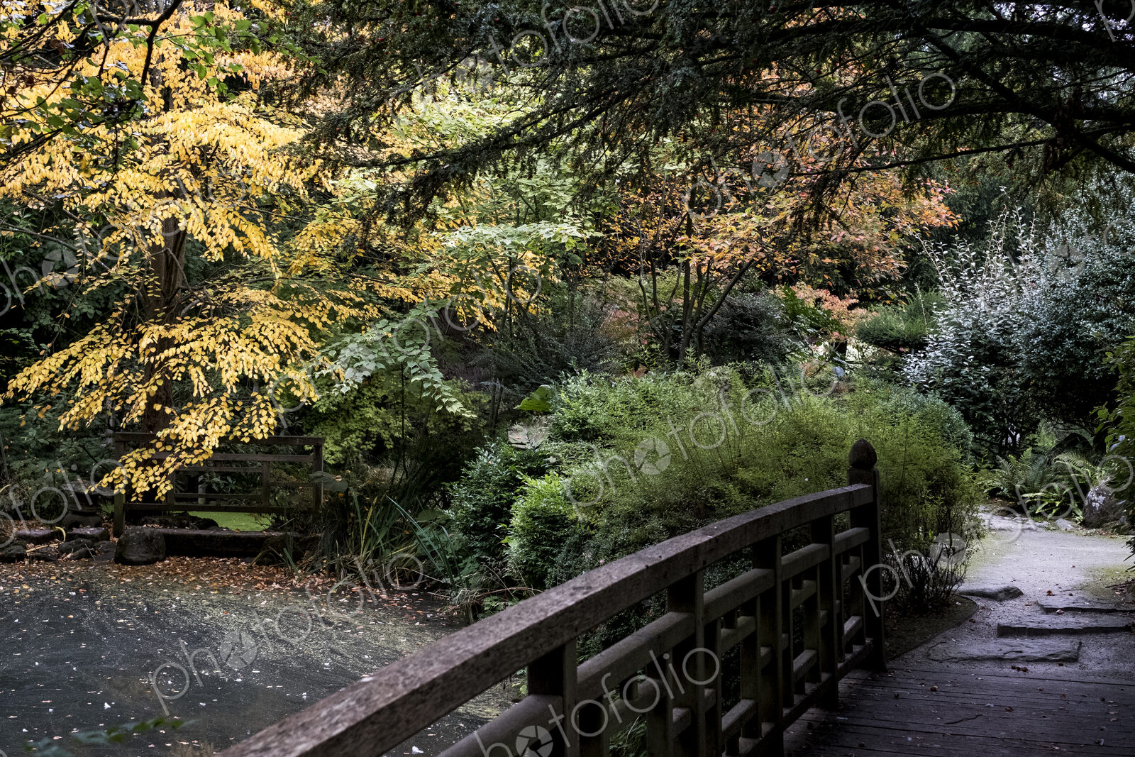 A footbridge and shrubs in a japanese style garden