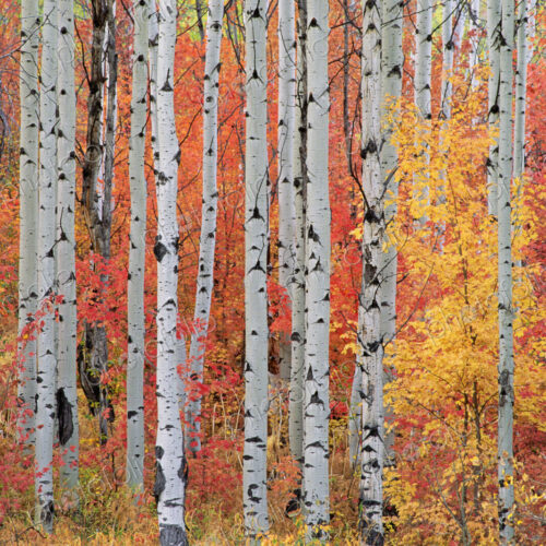 A forest of aspen and maple trees in the Wasatch mountains, with striking yellow and… A forest of aspen and maple trees in the Wasatch mountains, with striking yellow and…
