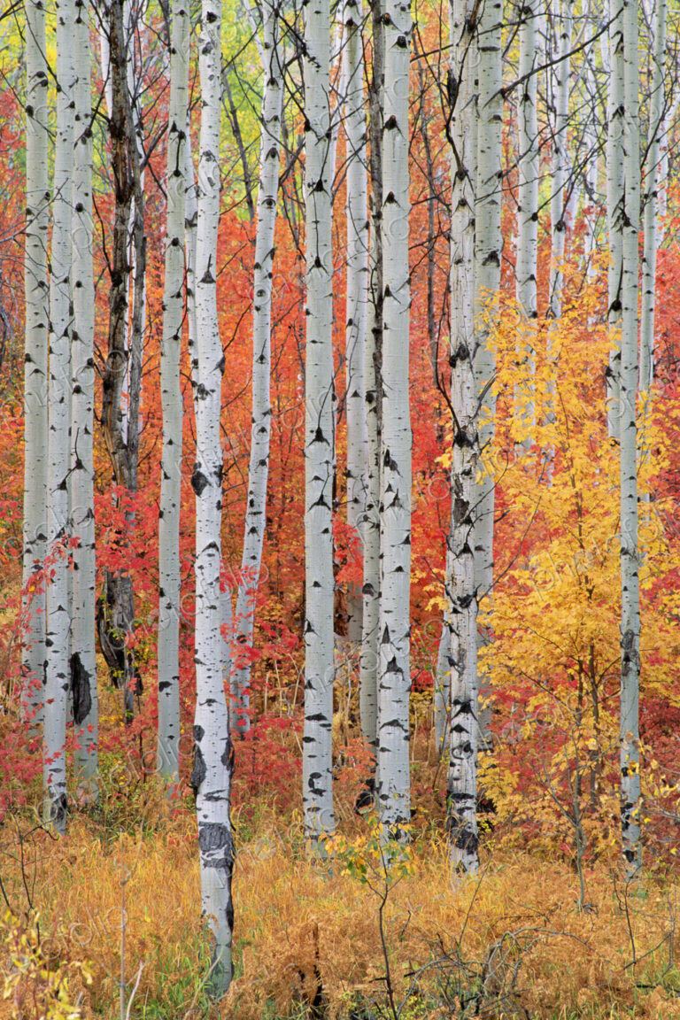 A forest of aspen and maple trees in the Wasatch mountains, with striking yellow and…