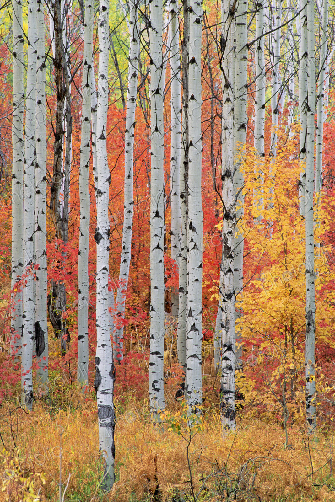 A forest of aspen and maple trees in the Wasatch mountains, with striking yellow and…