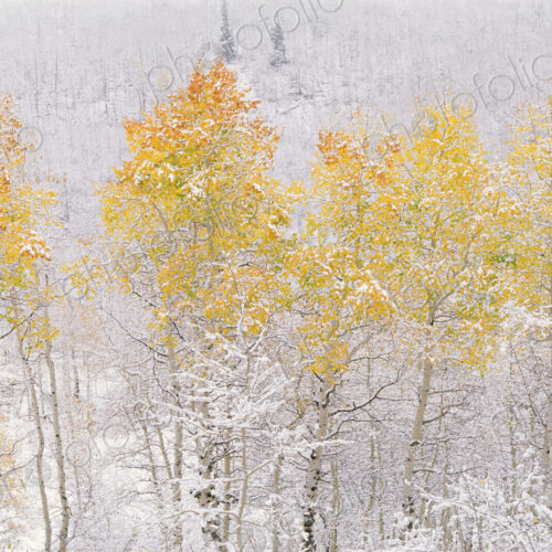 A forest of aspen trees in the Wasatch mountains, with striking yellow and red autumn… A forest of aspen trees in the Wasatch mountains, with striking yellow and red autumn…