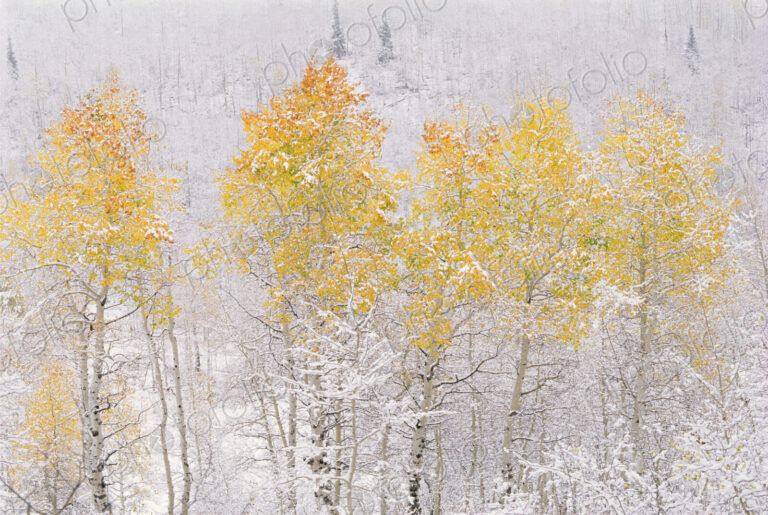 A forest of aspen trees in the Wasatch mountains, with striking yellow and red autumn…