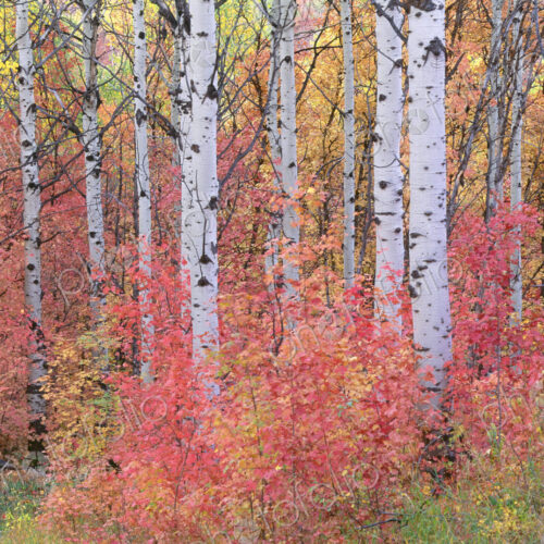 A forest of aspen trees in the Wasatch mountains, with striking yellow and red autumn… A forest of aspen trees in the Wasatch mountains, with striking yellow and red autumn…