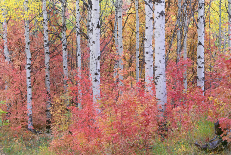 A forest of aspen trees in the Wasatch mountains, with striking yellow and red autumn…