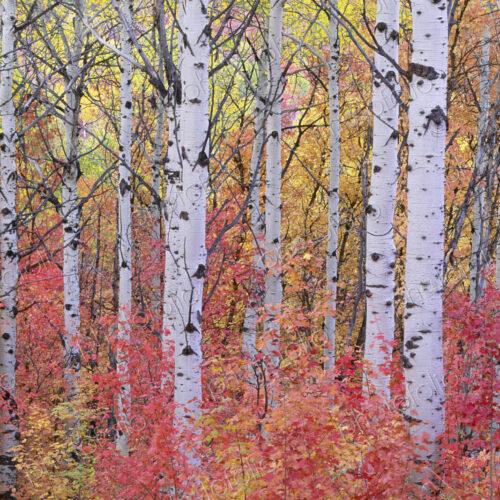 A forest of aspen trees in the Wasatch mountains, with striking yellow and red autumn… A forest of aspen trees in the Wasatch mountains, with striking yellow and red autumn…
