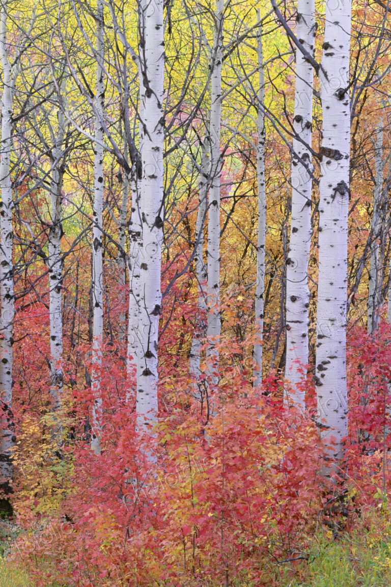 A forest of aspen trees in the Wasatch mountains, with striking yellow and red autumn…