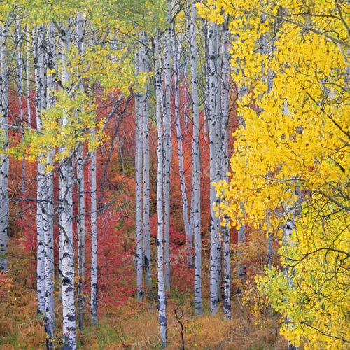 A forest of aspen trees in the Wasatch mountains, with striking yellow and red autumn… A forest of aspen trees in the Wasatch mountains, with striking yellow and red autumn…