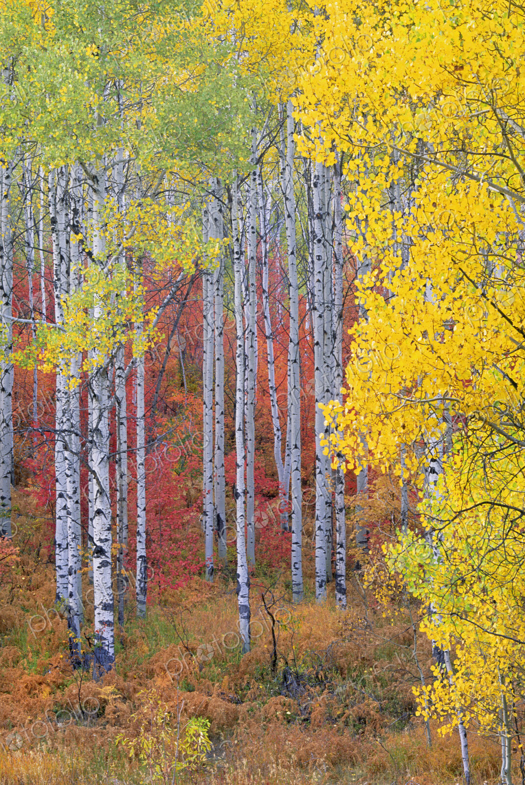 A forest of aspen trees in the Wasatch mountains, with striking yellow and red autumn…