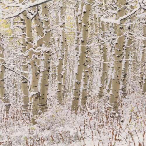A forest of aspen trees in the Wasatch mountains, with white bark. Snow covering on… A forest of aspen trees in the Wasatch mountains, with white bark. Snow covering on…