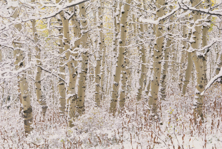 A forest of aspen trees in the Wasatch mountains, with white bark. Snow covering on…