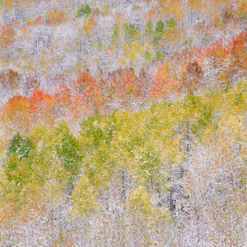 A forest of aspen trees with striking yellow and red autumn foliage A forest of aspen trees with striking yellow and red autumn foliage