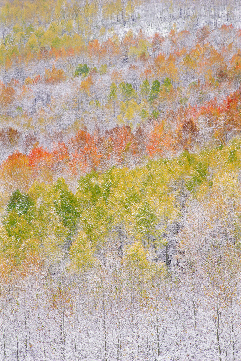 A forest of aspen trees with striking yellow and red autumn foliage