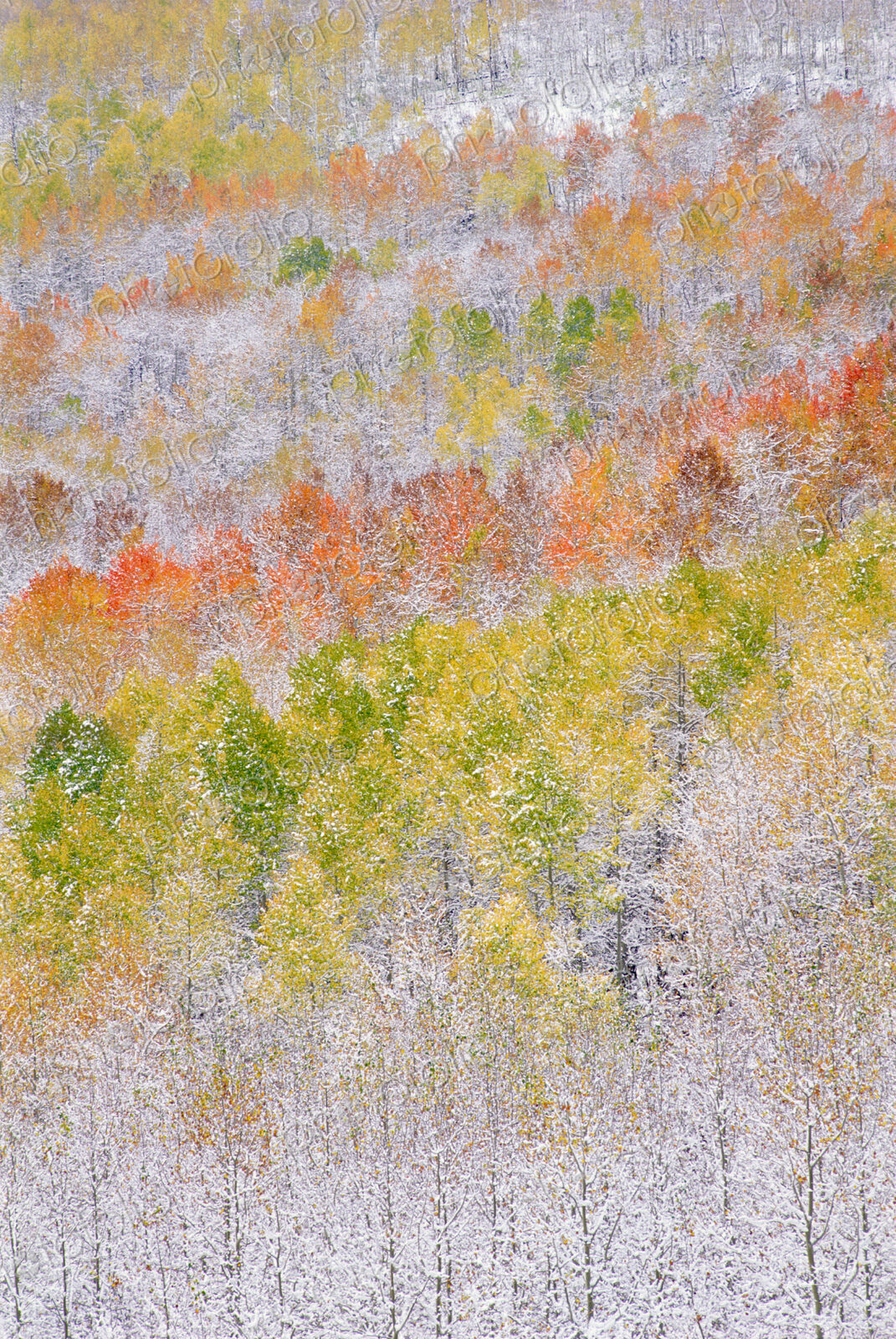 A forest of aspen trees with striking yellow and red autumn foliage