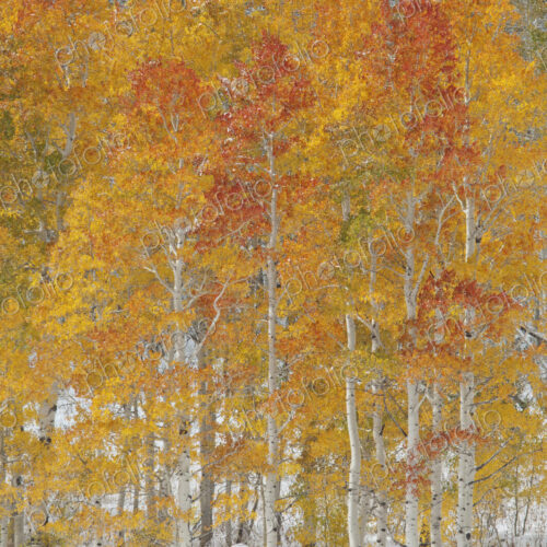 A forest of quaking aspen trees with autumn foliage colours in the snow, in Wasatch…