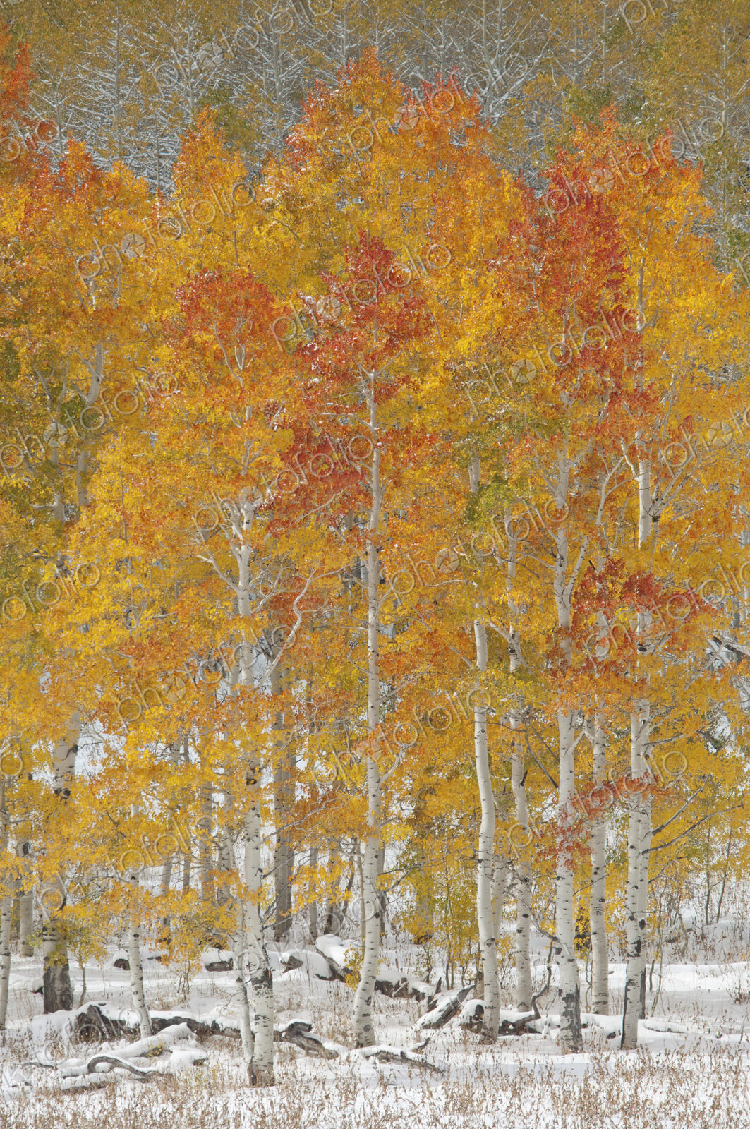 A forest of quaking aspen trees with autumn foliage colours in the snow, in Wasatch…