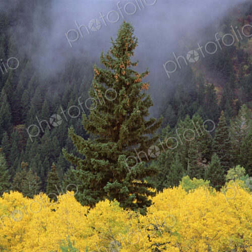 A forest of trees in the Wasatch mountains, with striking yellow autumn foliage. Green…