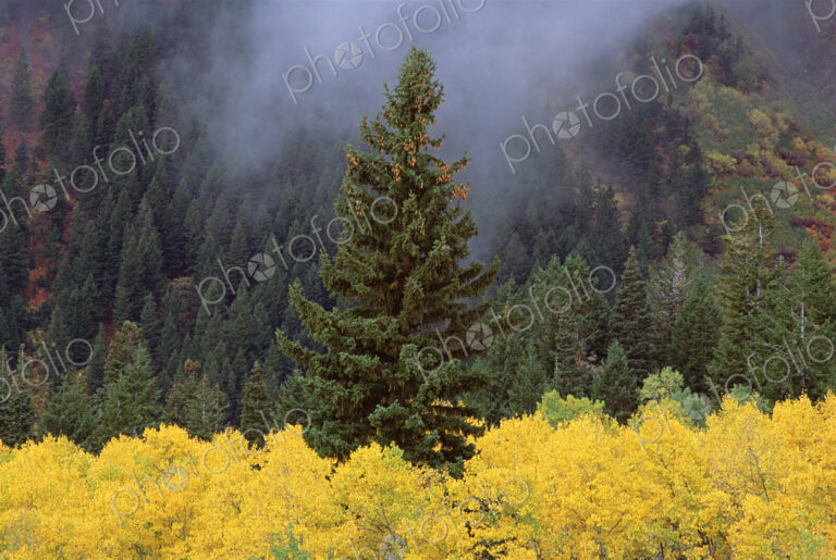 A forest of trees in the Wasatch mountains, with striking yellow autumn foliage. Green…