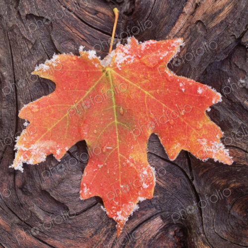 A frosted red brown maple leaf, autumn foliage with ice crystals around the edge. A…