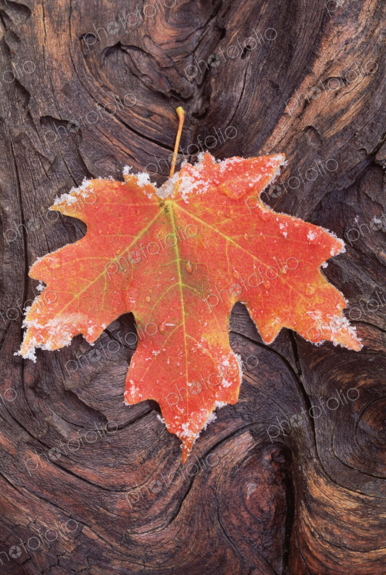 A frosted red brown maple leaf, autumn foliage with ice crystals around the edge. A…
