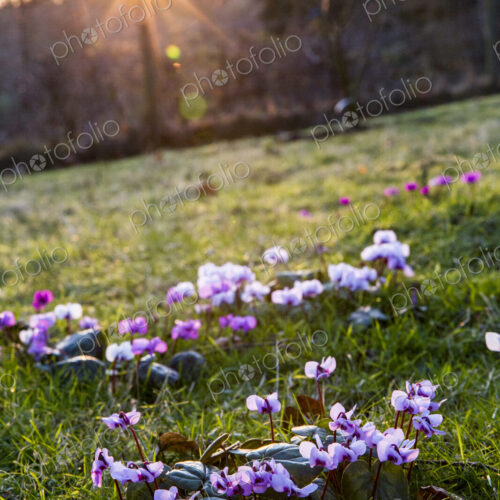 A garden in winter, close up of cyclamen flowering in the grass. A garden in winter, close up of cyclamen flowering in the grass.