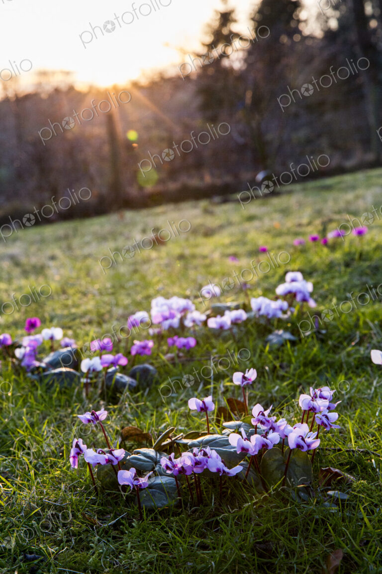 A garden in winter, close up of cyclamen flowering in the grass.
